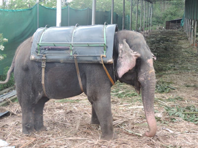 An elephant stands in an enclosed area, equipped with a large protective frame or saddle on its back. The surroundings feature green fences and a ground covered with dried leaves or straw. The environment suggests a sheltered or fenced area, possibly part of a conservation or working facility.