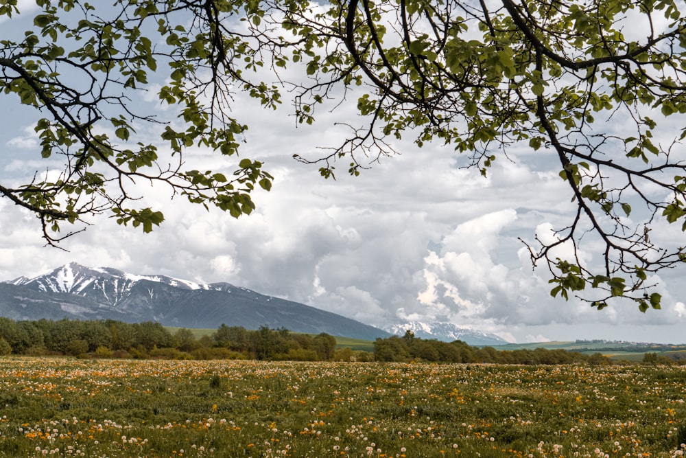 a field of flowers with a mountain in the background