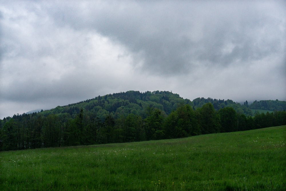 a grassy field with trees in the background