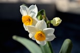 Artistic arrangement of white narcissus flowers glowing against a dark, warm-toned background