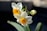 Close-up of a delicately carved narcissus bulb with pristine white flowers and lush green leaves in a traditional Vietnamese ceramic bowl.
