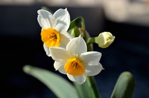 Artistic arrangement of white narcissus flowers glowing against a dark, warm-toned background