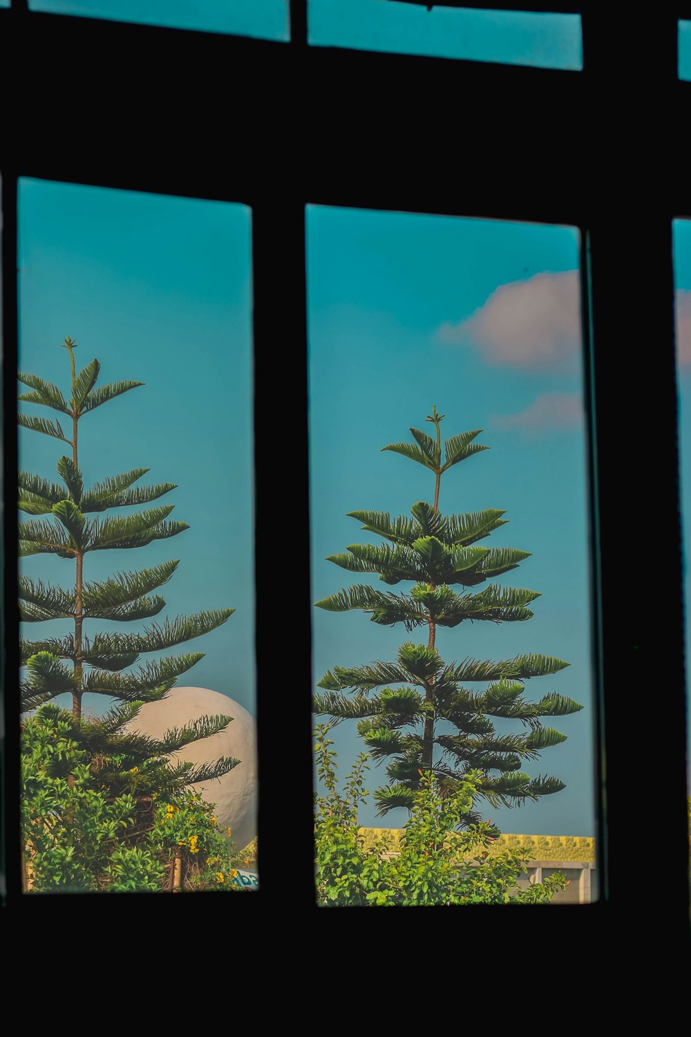 a view of a tree through a window