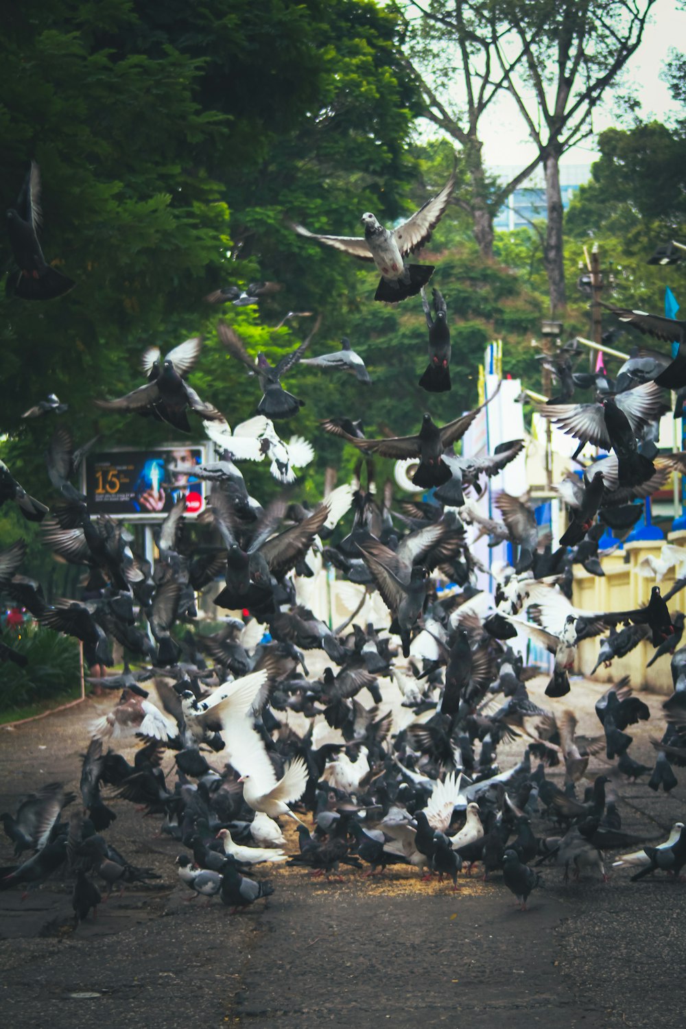 a large flock of birds flying over a street