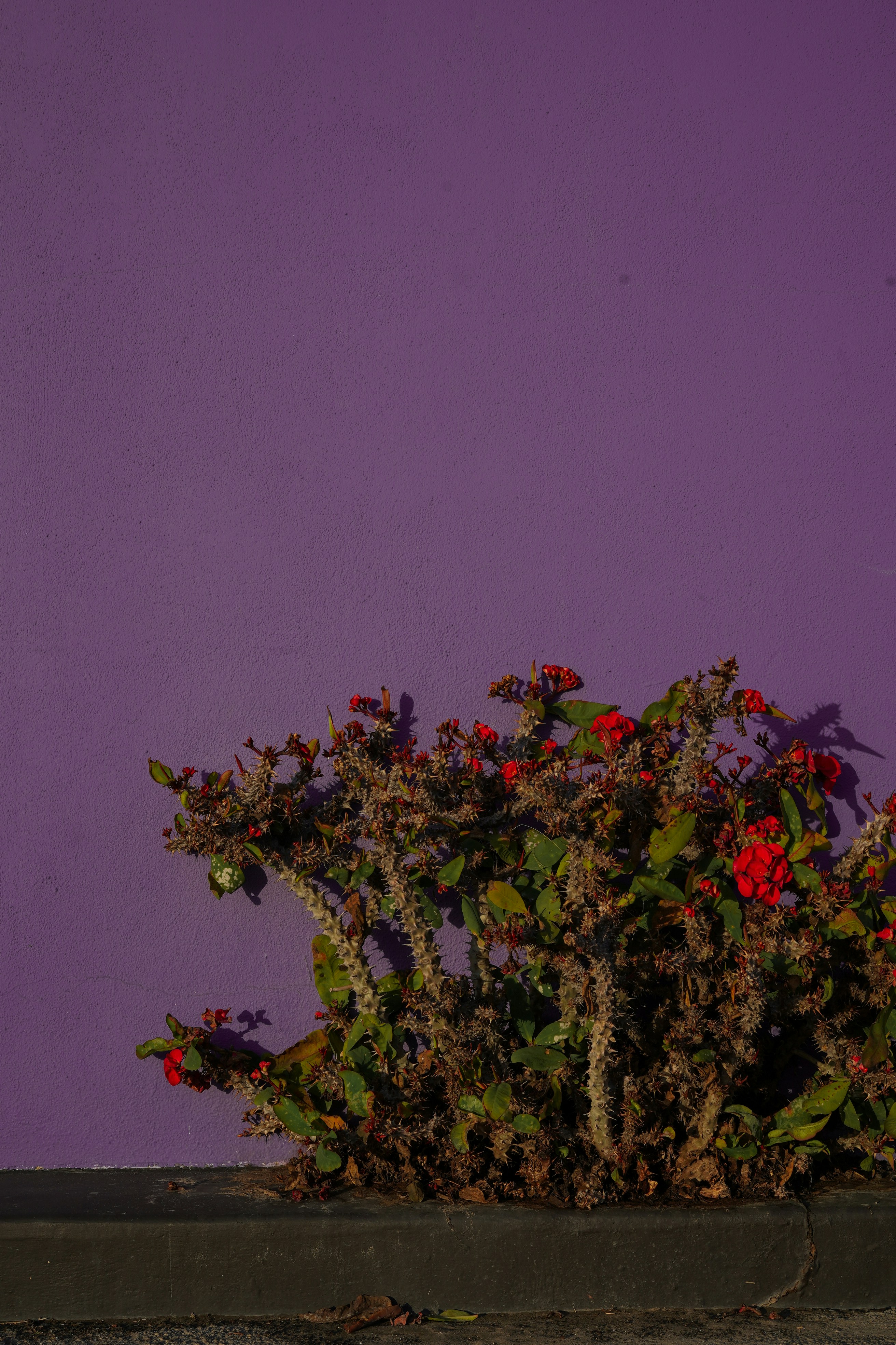 a plant with red flowers in front of a purple wall