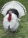 A turkey with a prominent fan-shaped tail and predominantly white feathers accented with black edges. Its head and neck are bright red with a hint of blue.