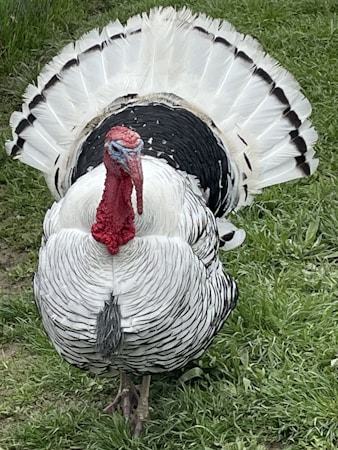 The Importance of Tail Feathers in Birds