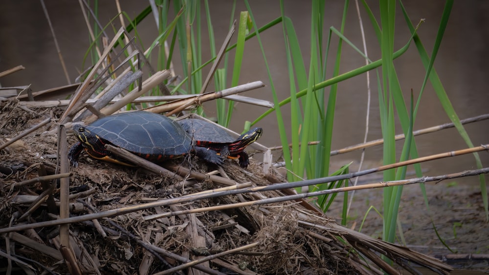 a turtle sitting on top of a pile of wood