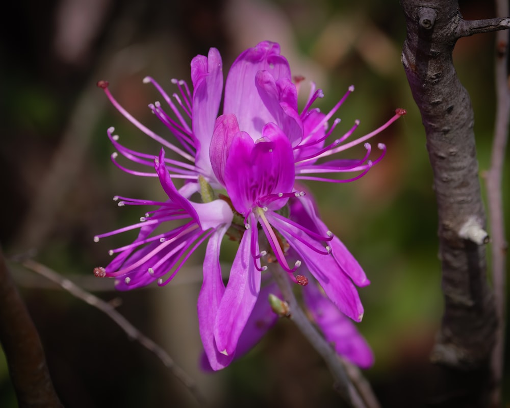 a close up of a purple flower on a tree