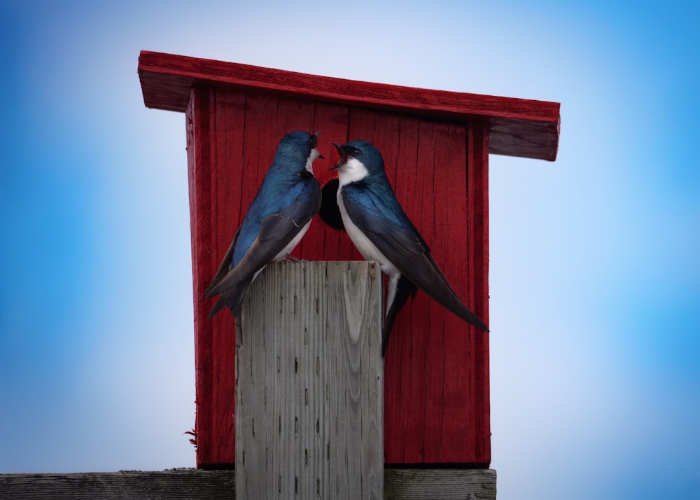 um par de pássaros sentados em cima de um poste de madeira