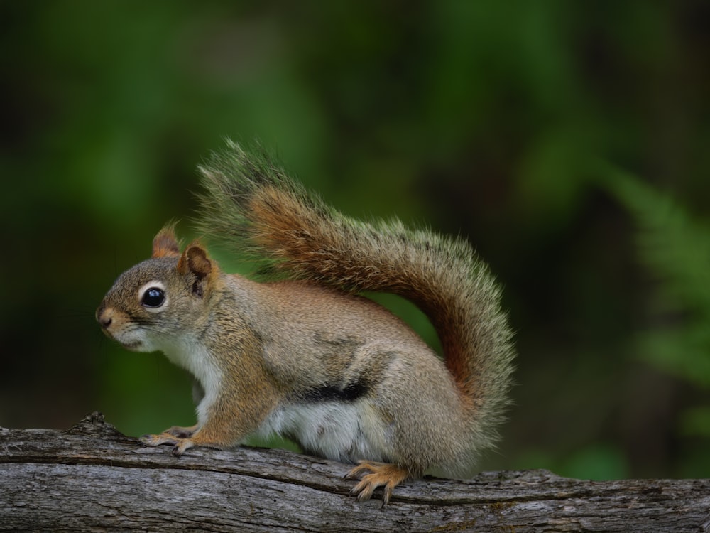 a squirrel is standing on a tree branch