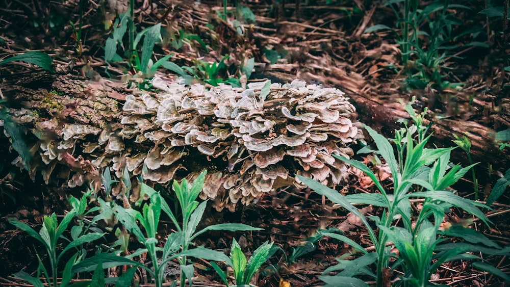 a plant growing out of the ground in a forest