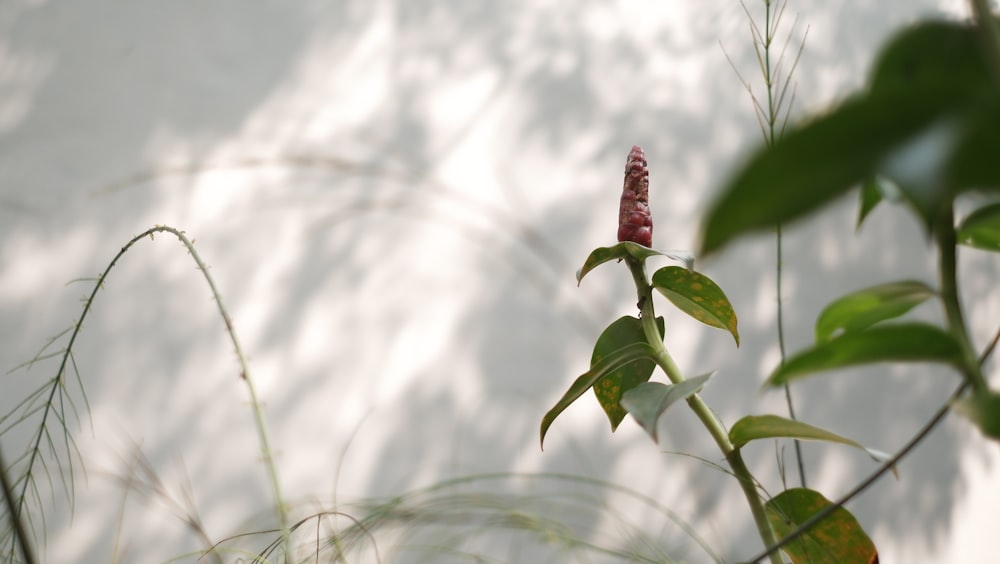 a small red flower sitting on top of a green plant