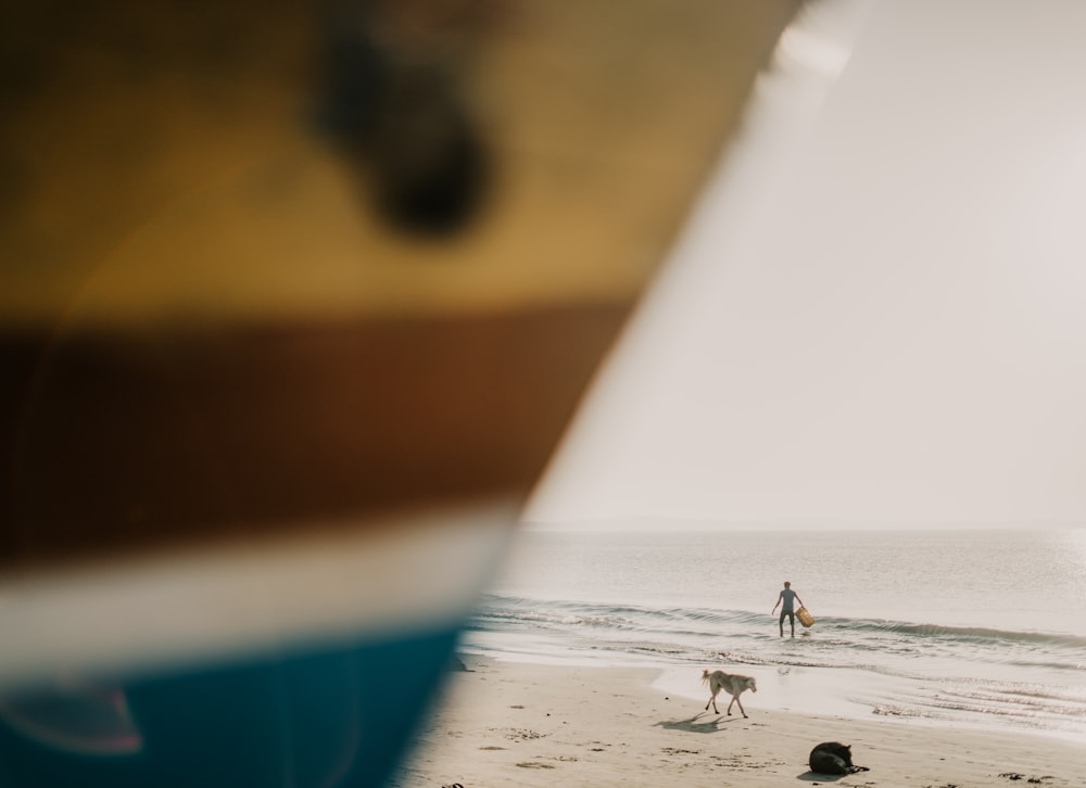 a person and a dog on a beach