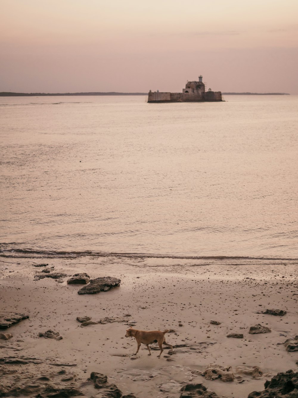 a dog walking on a beach next to the ocean