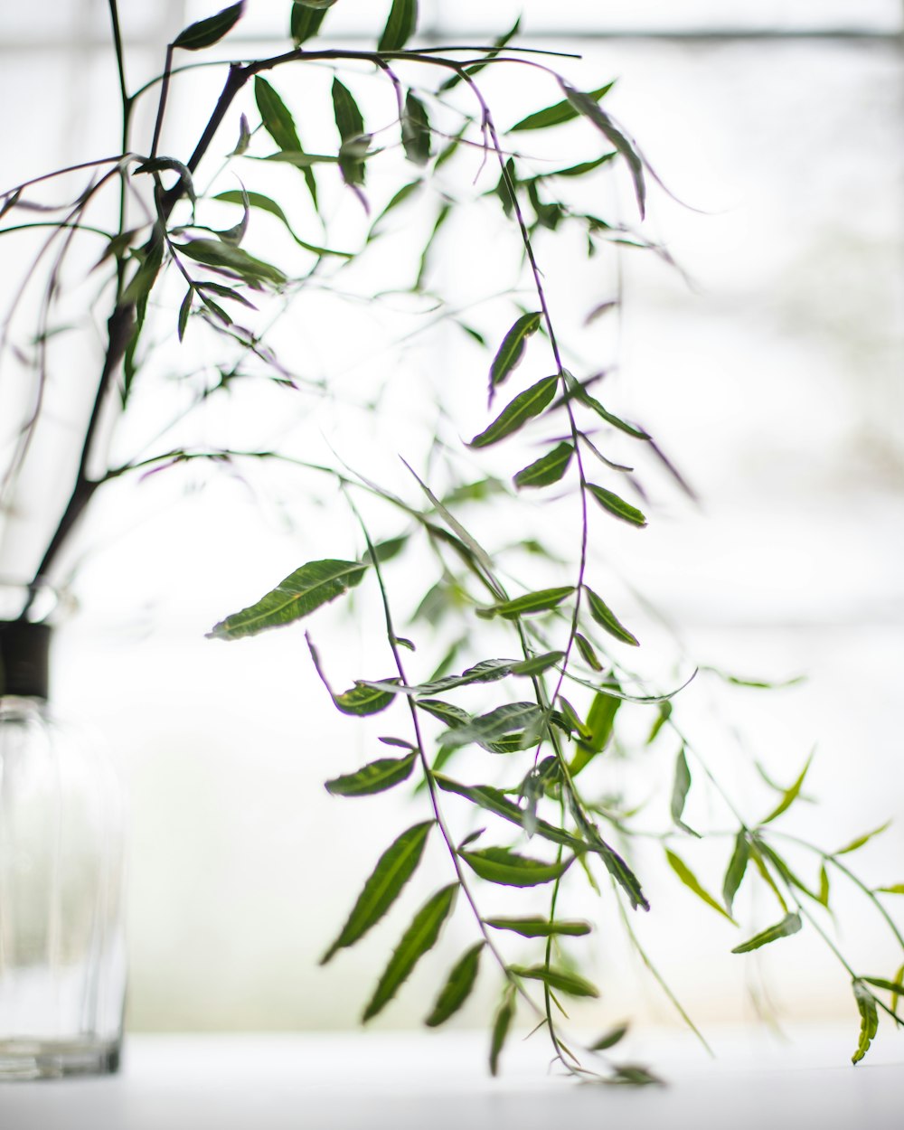 une plante dans un vase en verre sur une table