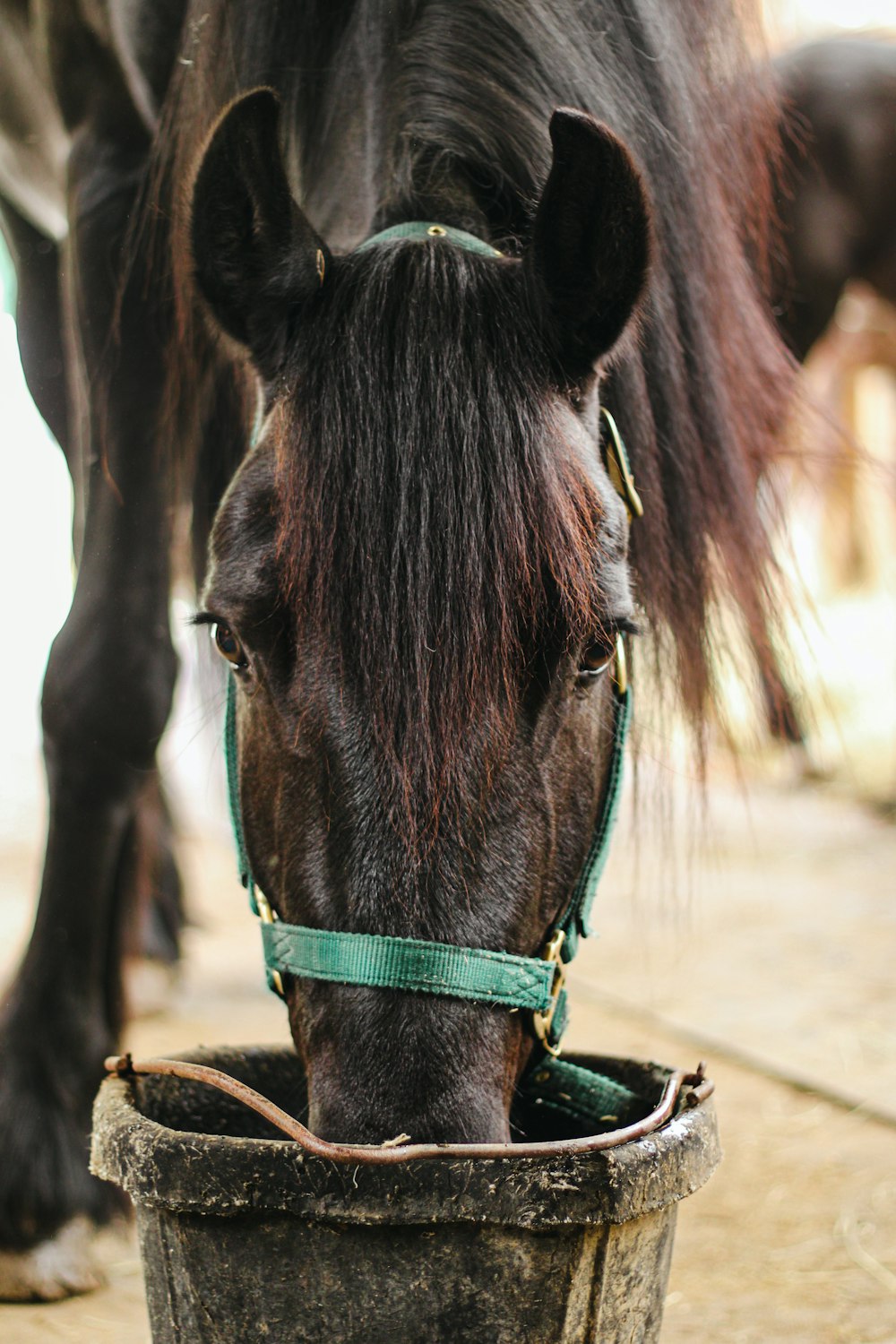 a horse is drinking out of a bucket