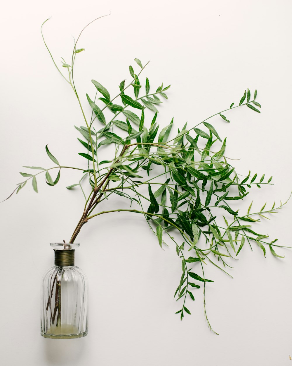 a plant in a glass vase on a wall