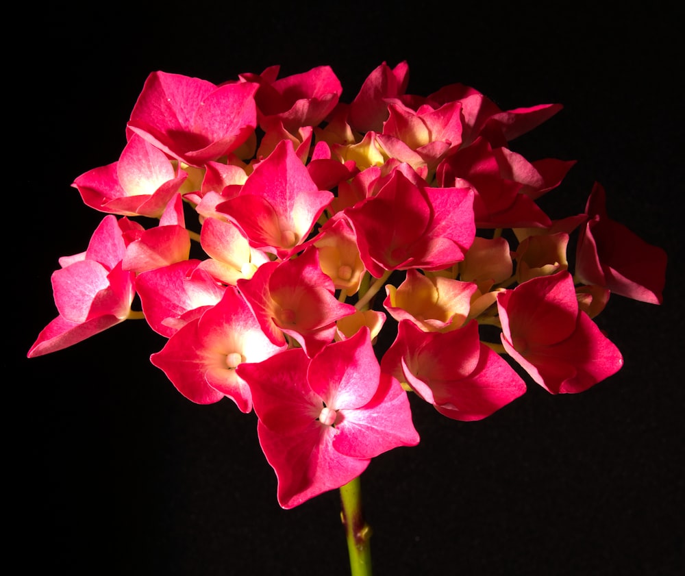 a close up of a pink flower on a black background