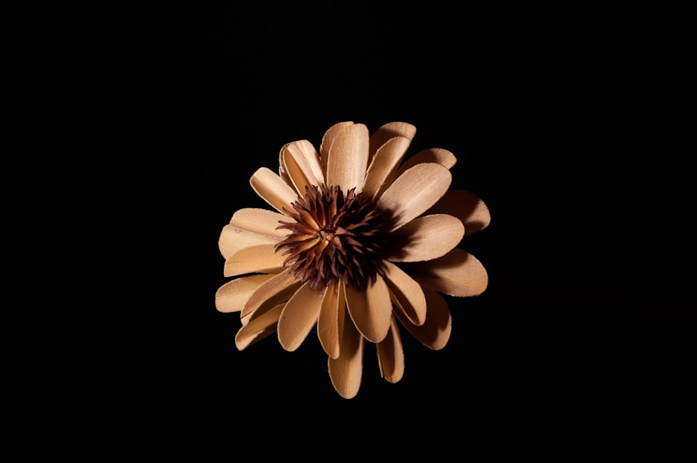 a close up of a flower on a black background