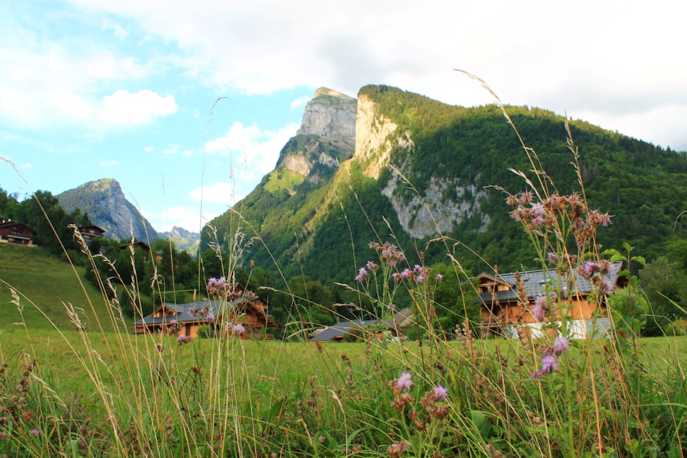 a grassy field with a mountain in the background