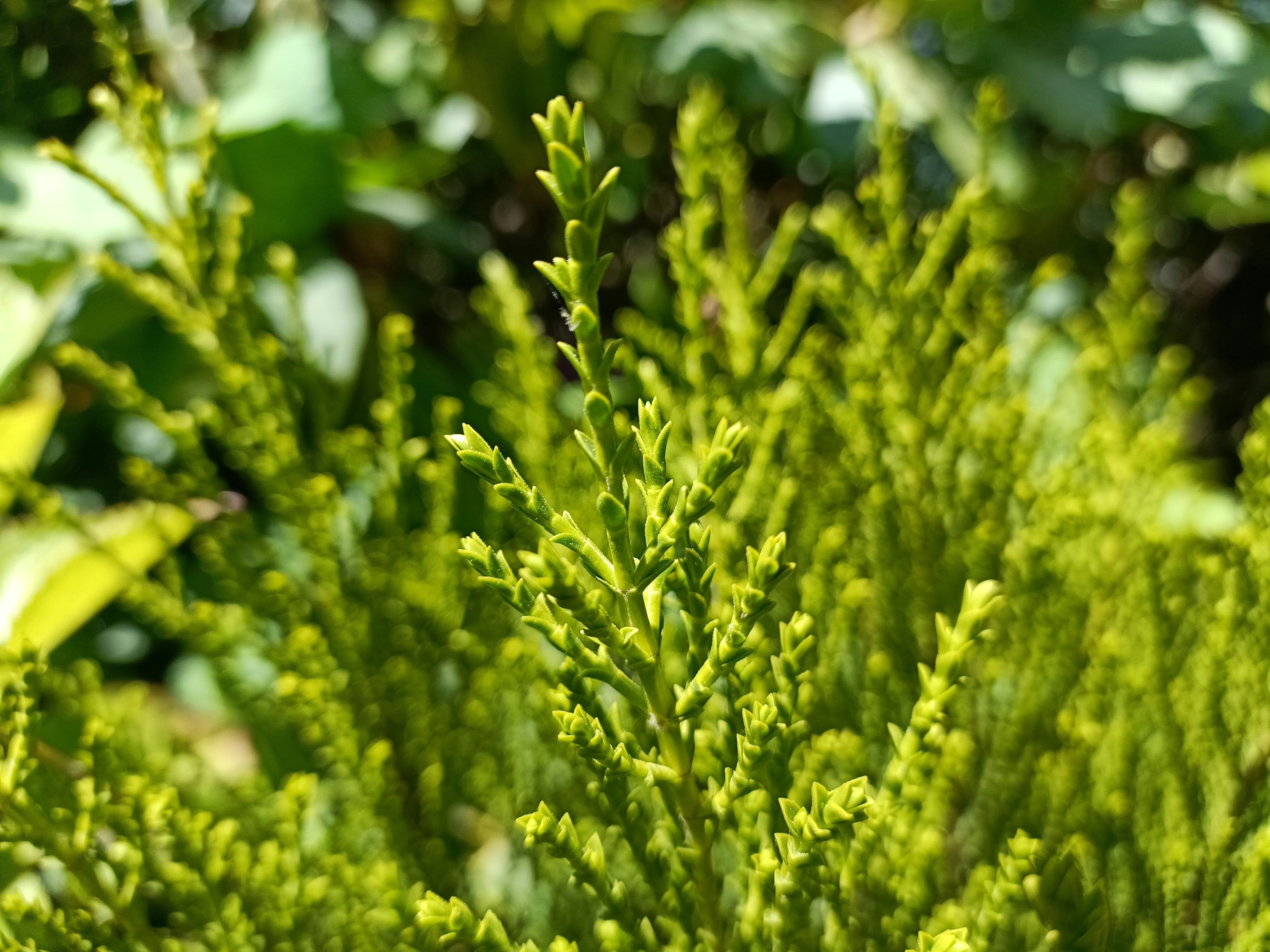 Photo by bloominghyacinth