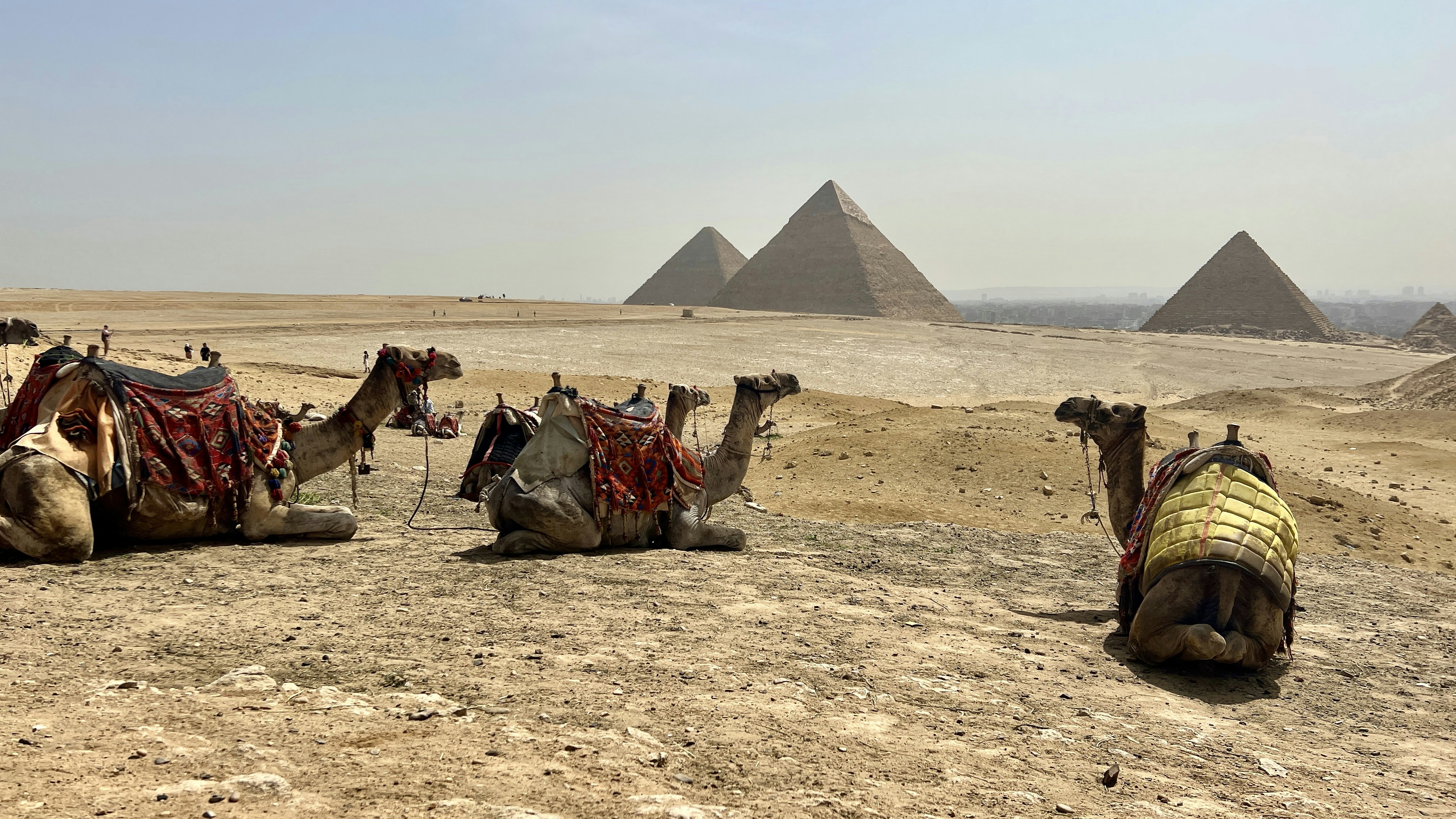 A group of camels sitting on top of a dirt field