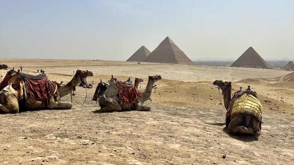Un groupe de chameaux assis au sommet d’un champ de terre