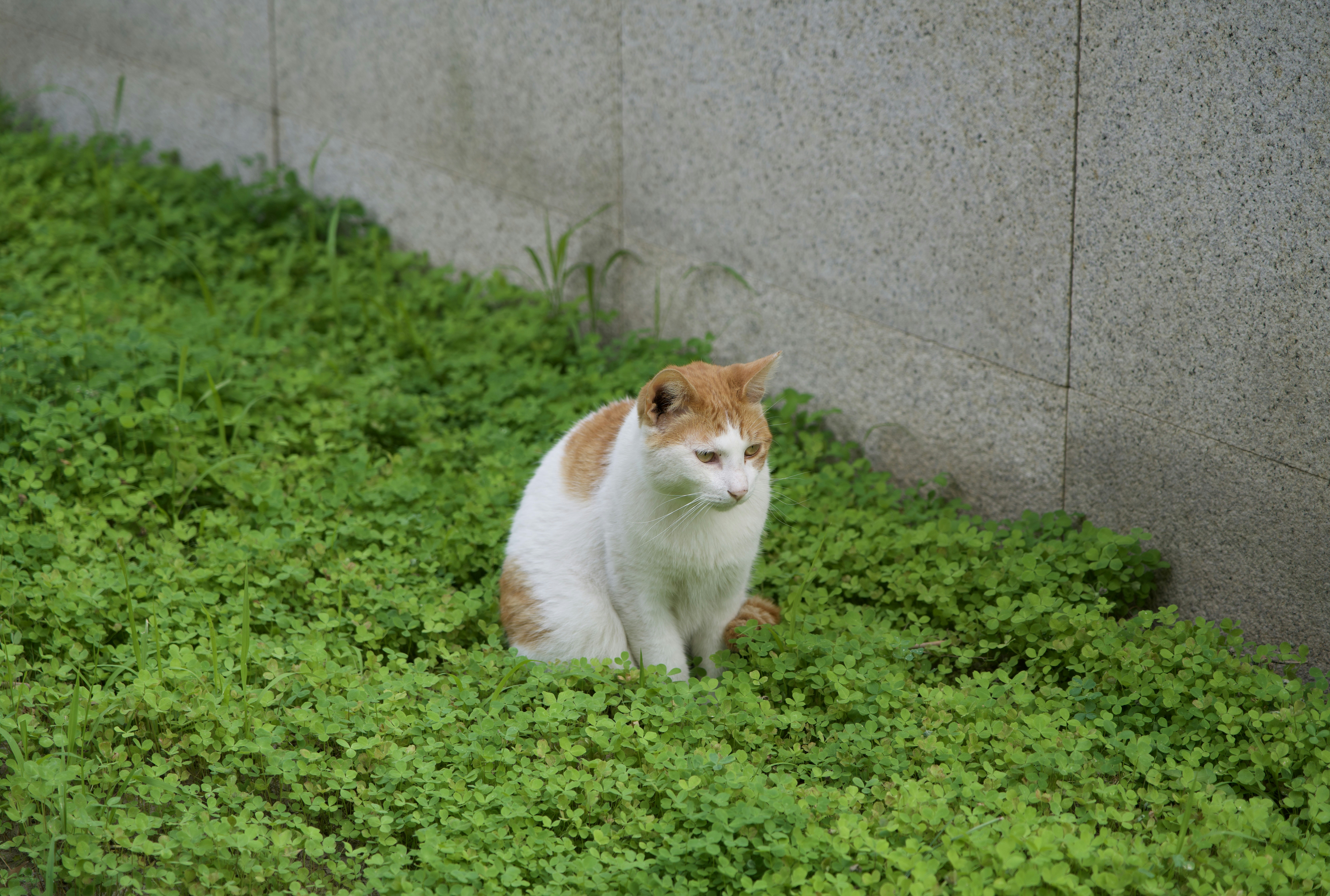 Japanese Bobtail: The Playful Acrobat (image credits: unsplash)
