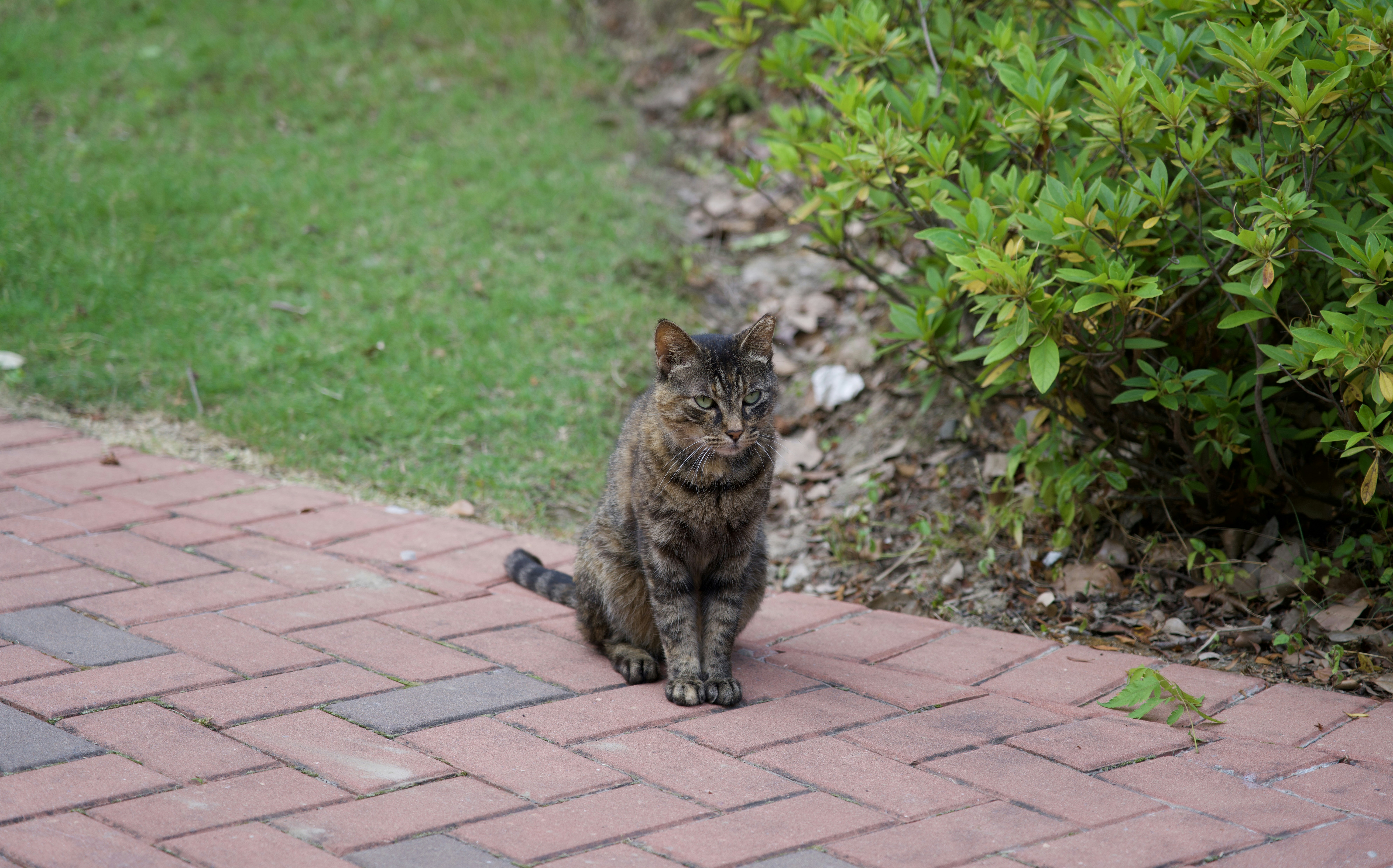 A cat sitting on a brick walkway next to a bush photo – Free Walkway ...