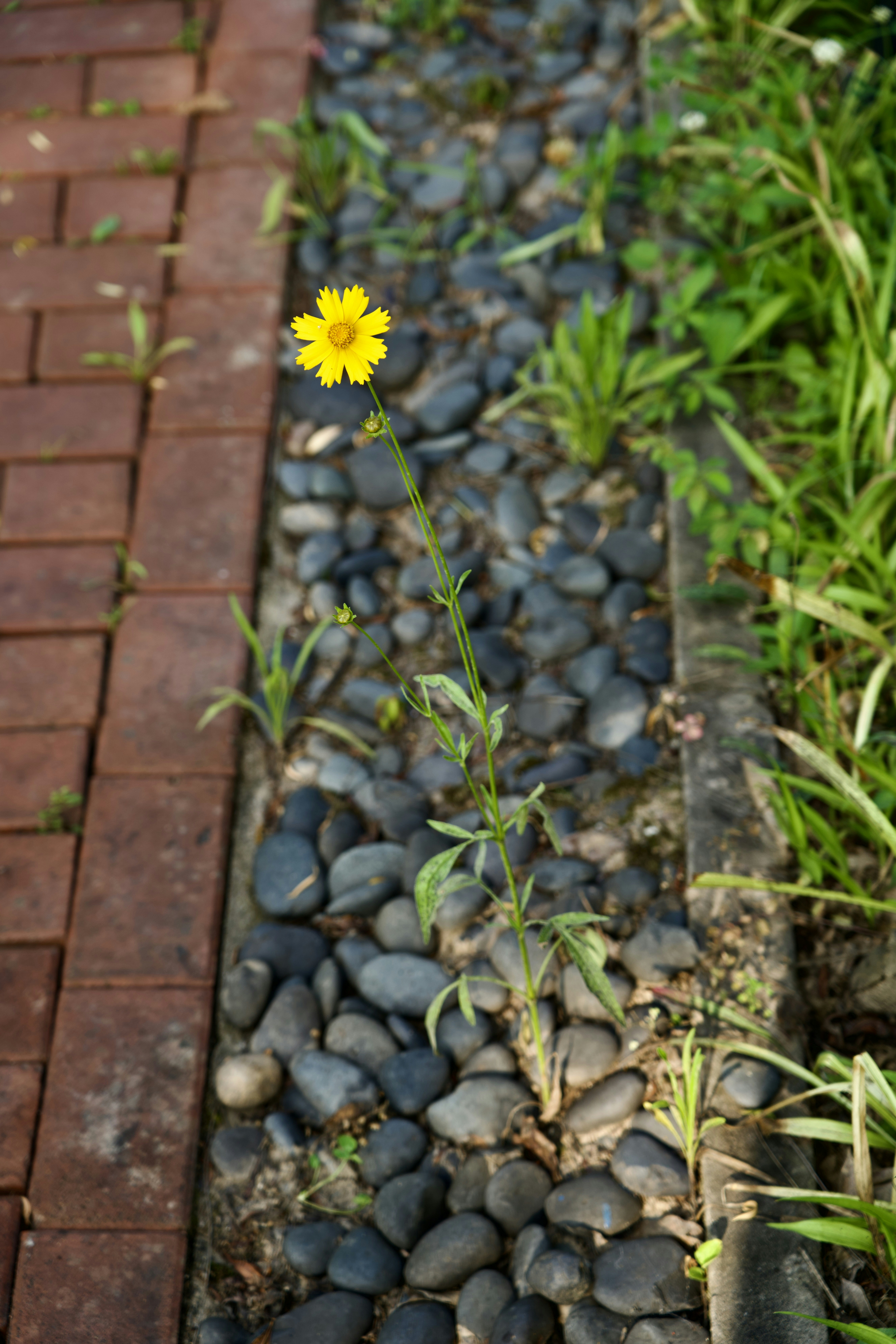 A single yellow flower sitting in the middle of a garden photo – Free ...