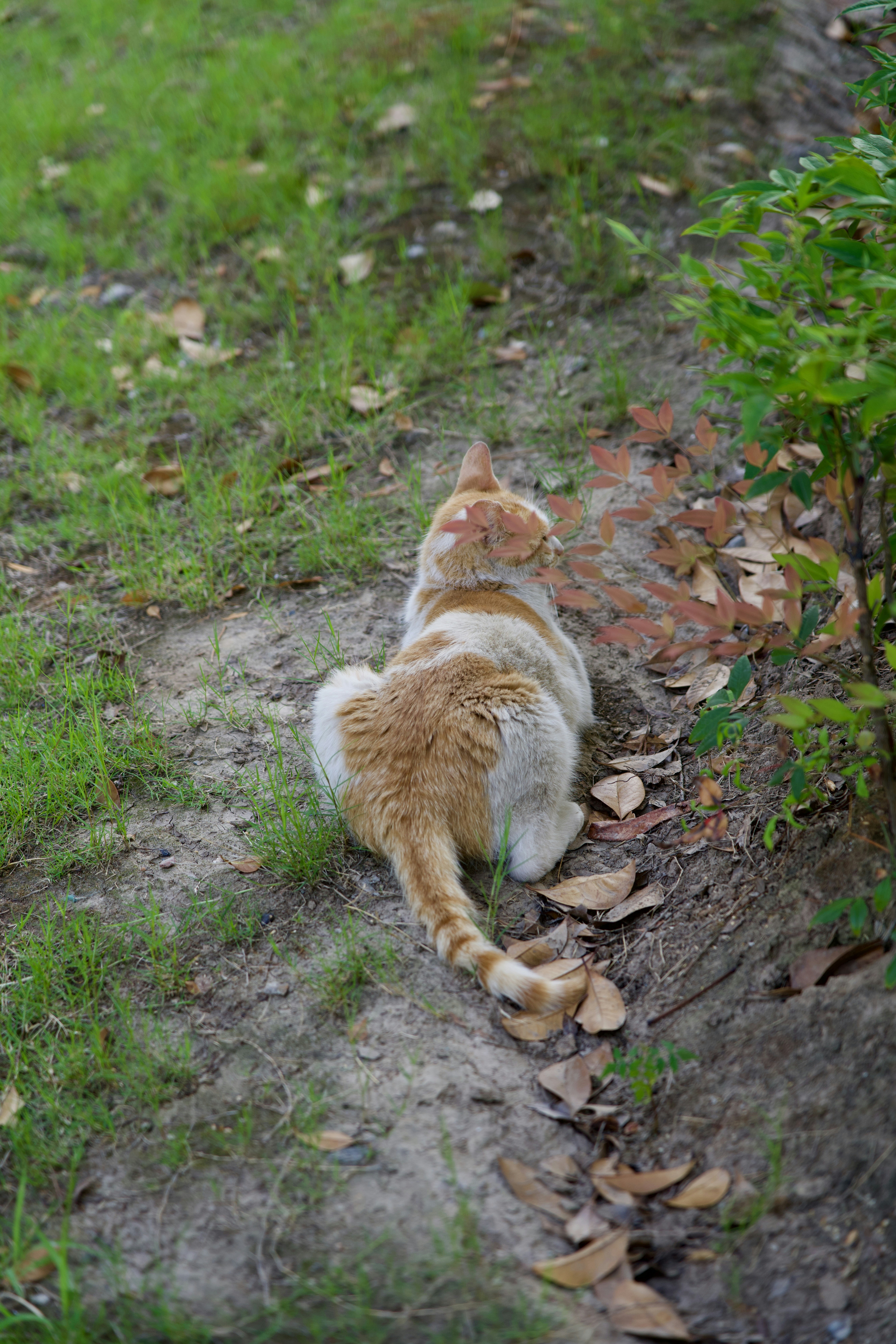 Tail Fluffed in Play: Adrenaline Rush (image credits: unsplash)