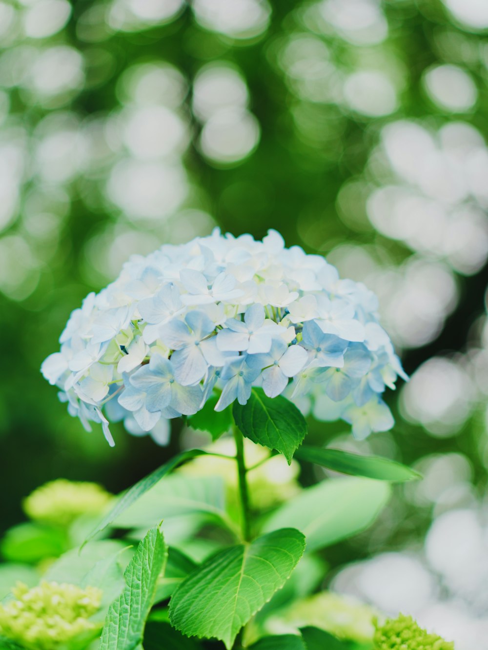 a close up of a blue flower with green leaves