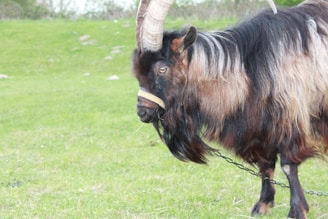 A goat with prominent curved horns stands on a grassy field, its thick, dark and light brown fur blending with the natural surroundings. It is tethered with a chain, suggesting it is domesticated or controlled.