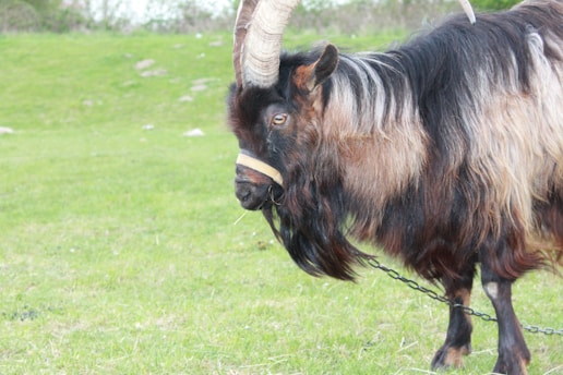 A goat with prominent curved horns stands on a grassy field, its thick, dark and light brown fur blending with the natural surroundings. It is tethered with a chain, suggesting it is domesticated or controlled.