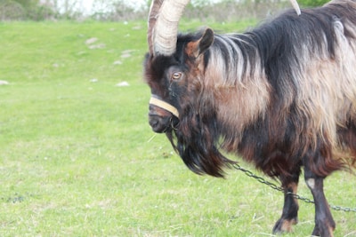 A goat with prominent curved horns stands on a grassy field, its thick, dark and light brown fur blending with the natural surroundings. It is tethered with a chain, suggesting it is domesticated or controlled.