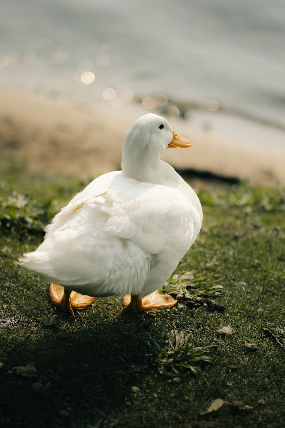 a white duck standing on top of a lush green field