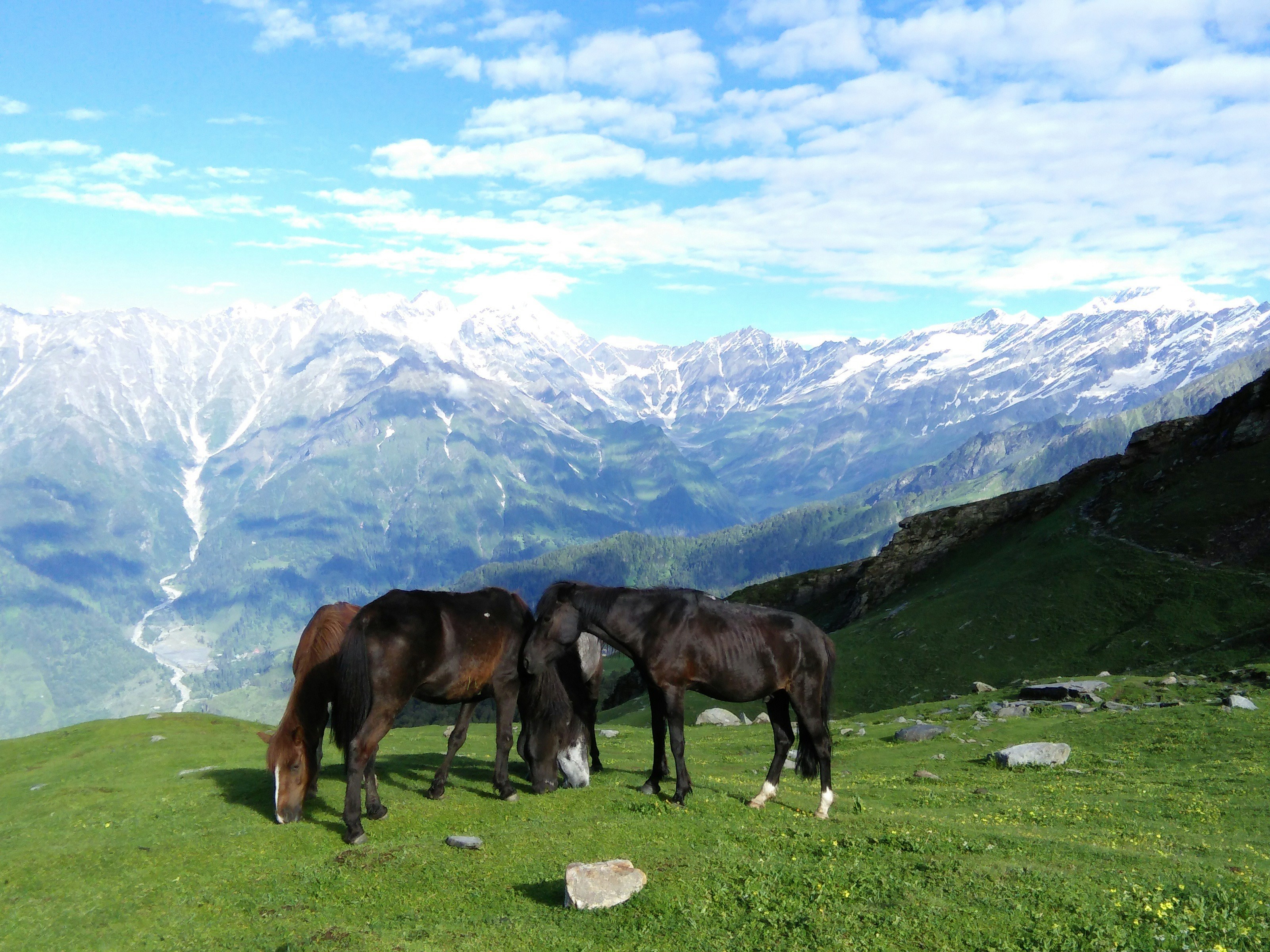two horses are grazing on a grassy hill