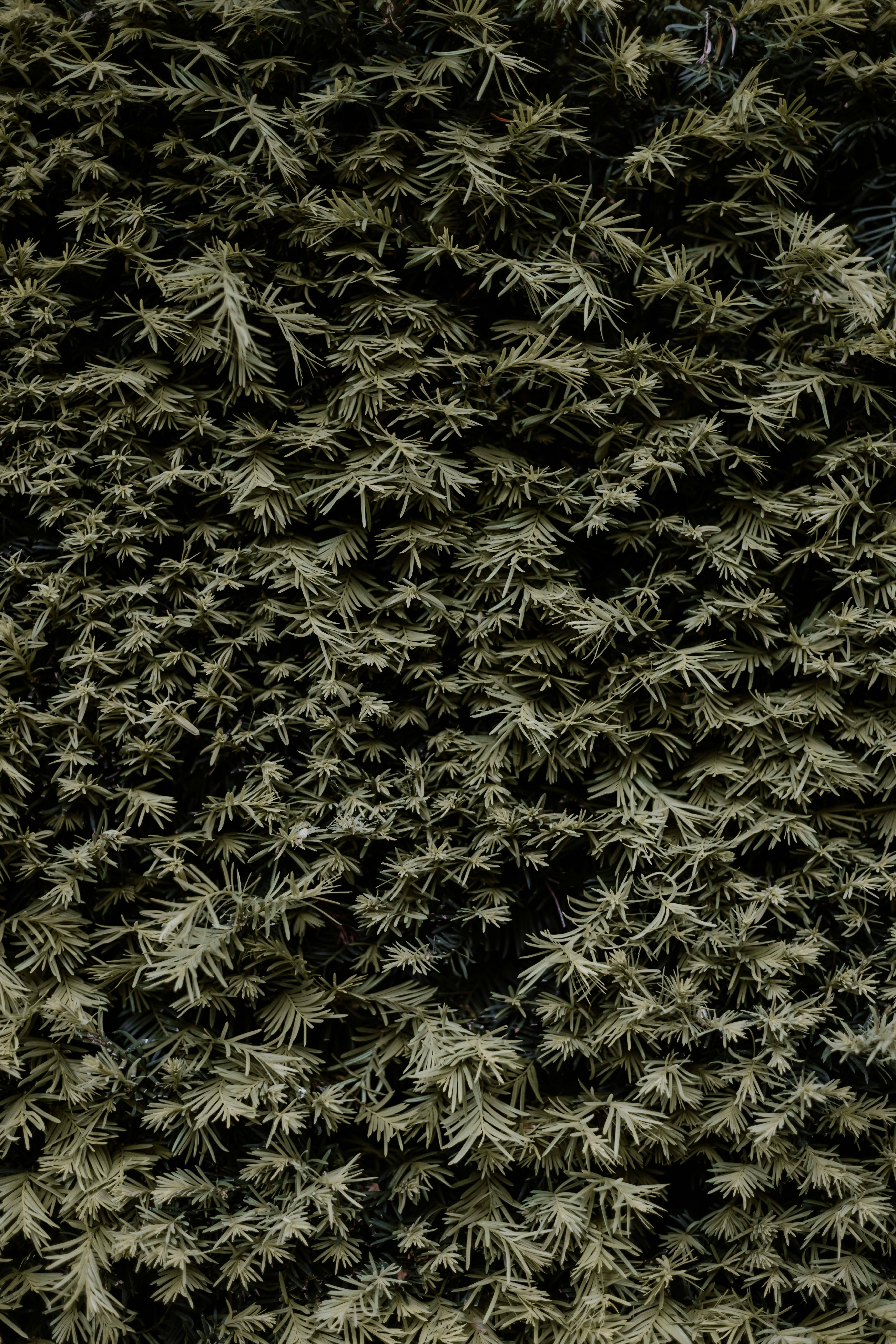 Photo by joshwithers