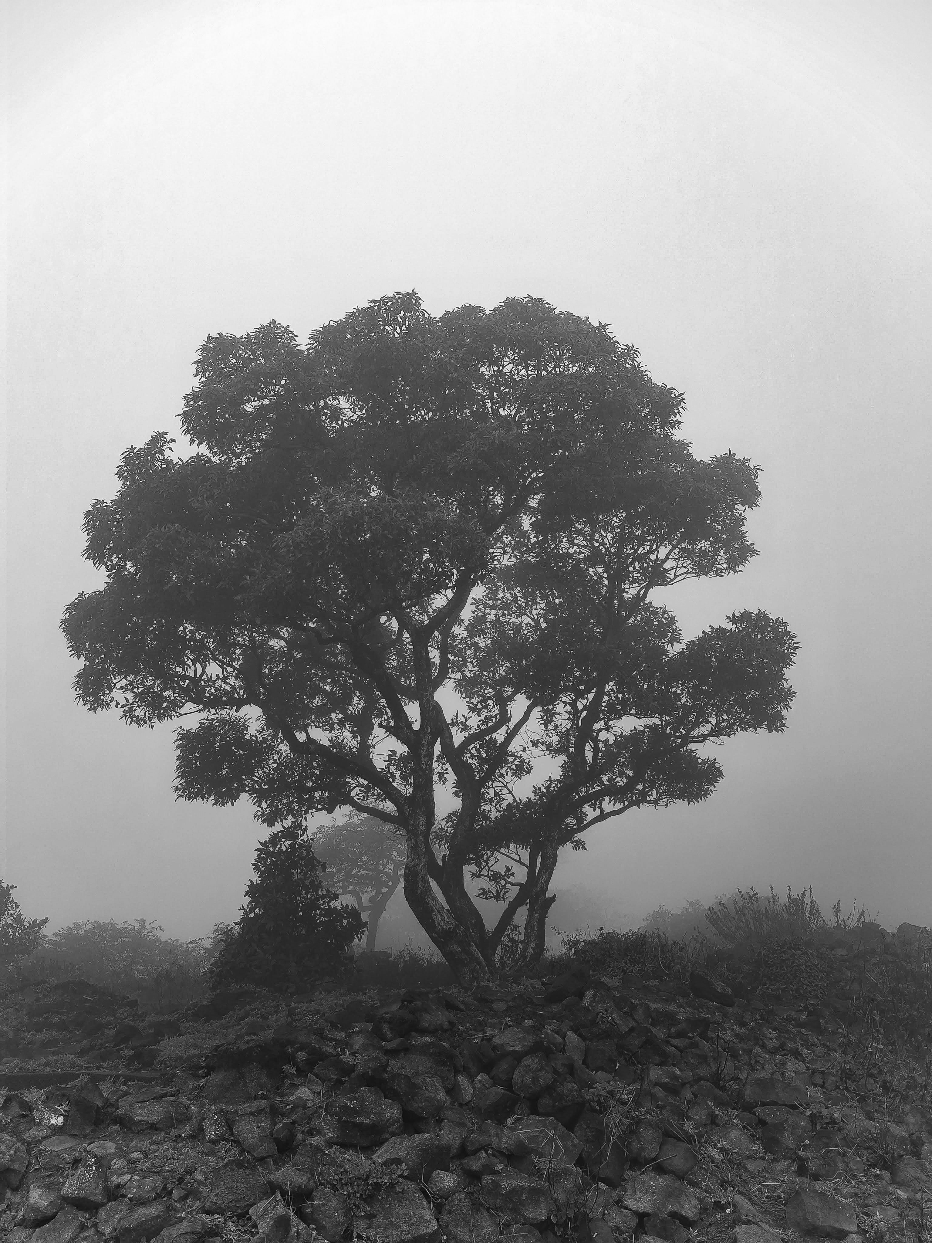 a black and white photo of a tree in the fog