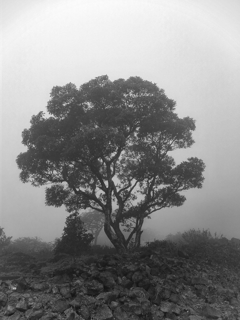 a black and white photo of a tree in the fog