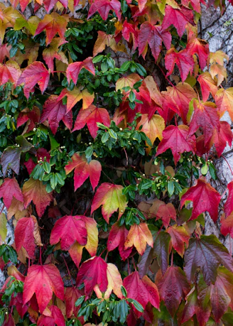 Wall covered with a large scenic photomural of a forest in autumn colors