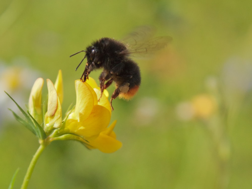 a bee sitting on top of a yellow flower