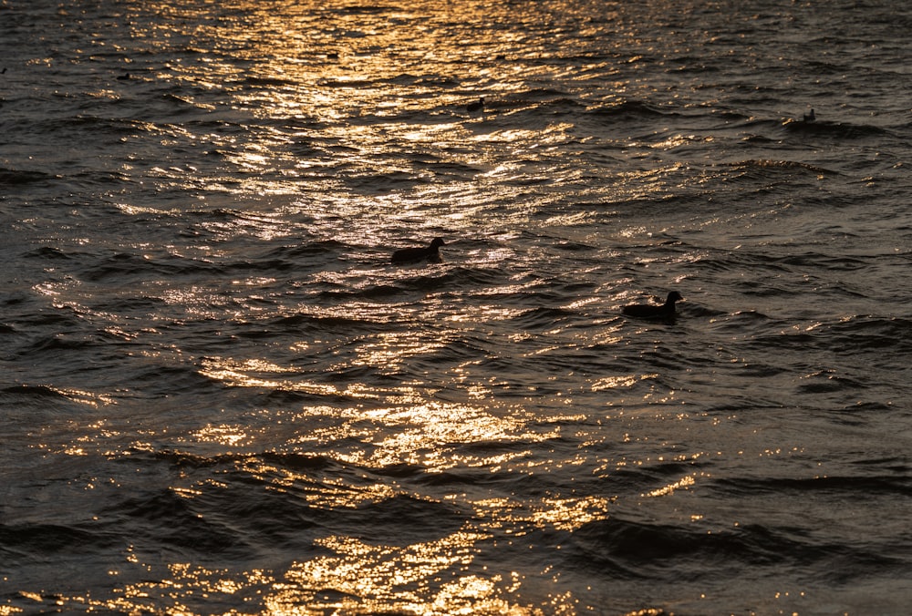 a couple of ducks floating on top of a body of water