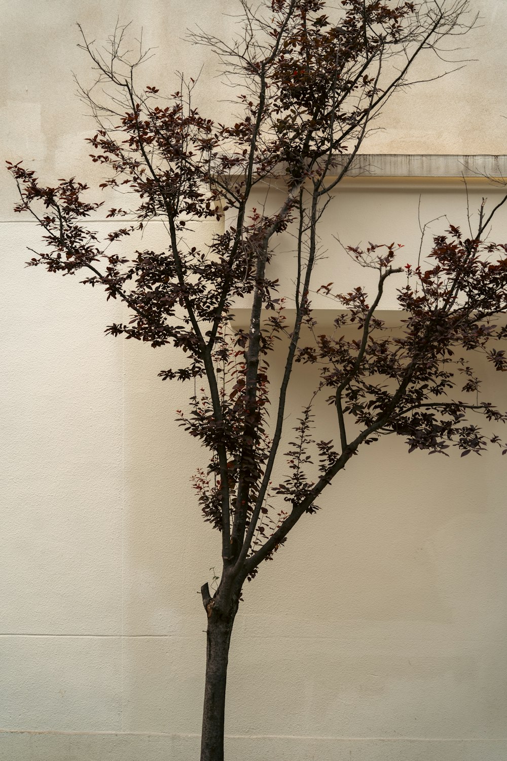 a tree with no leaves in front of a building