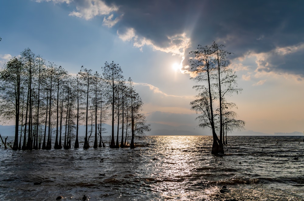 a group of trees sitting in the middle of a body of water