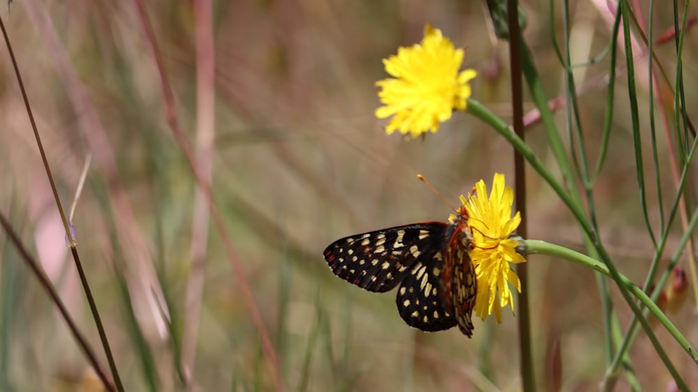 una farfalla in bianco e nero su un fiore giallo