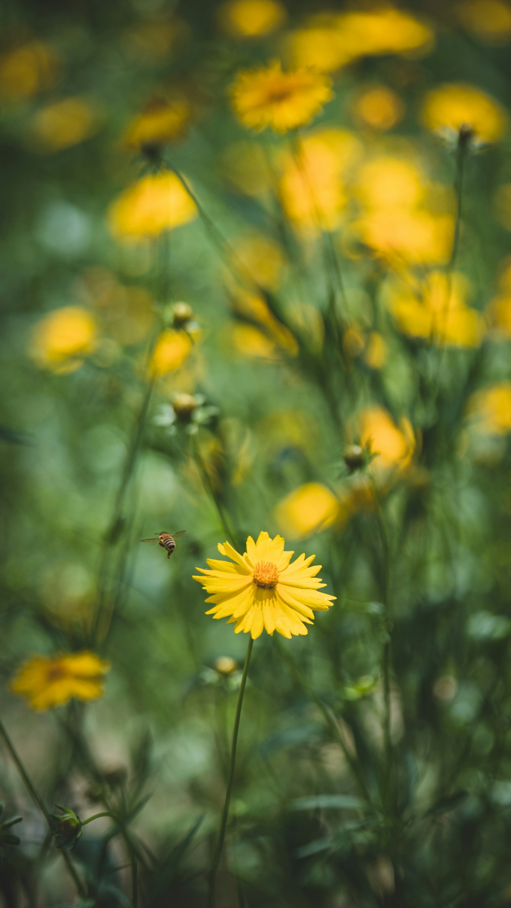 Photo by peek_a_boo_who