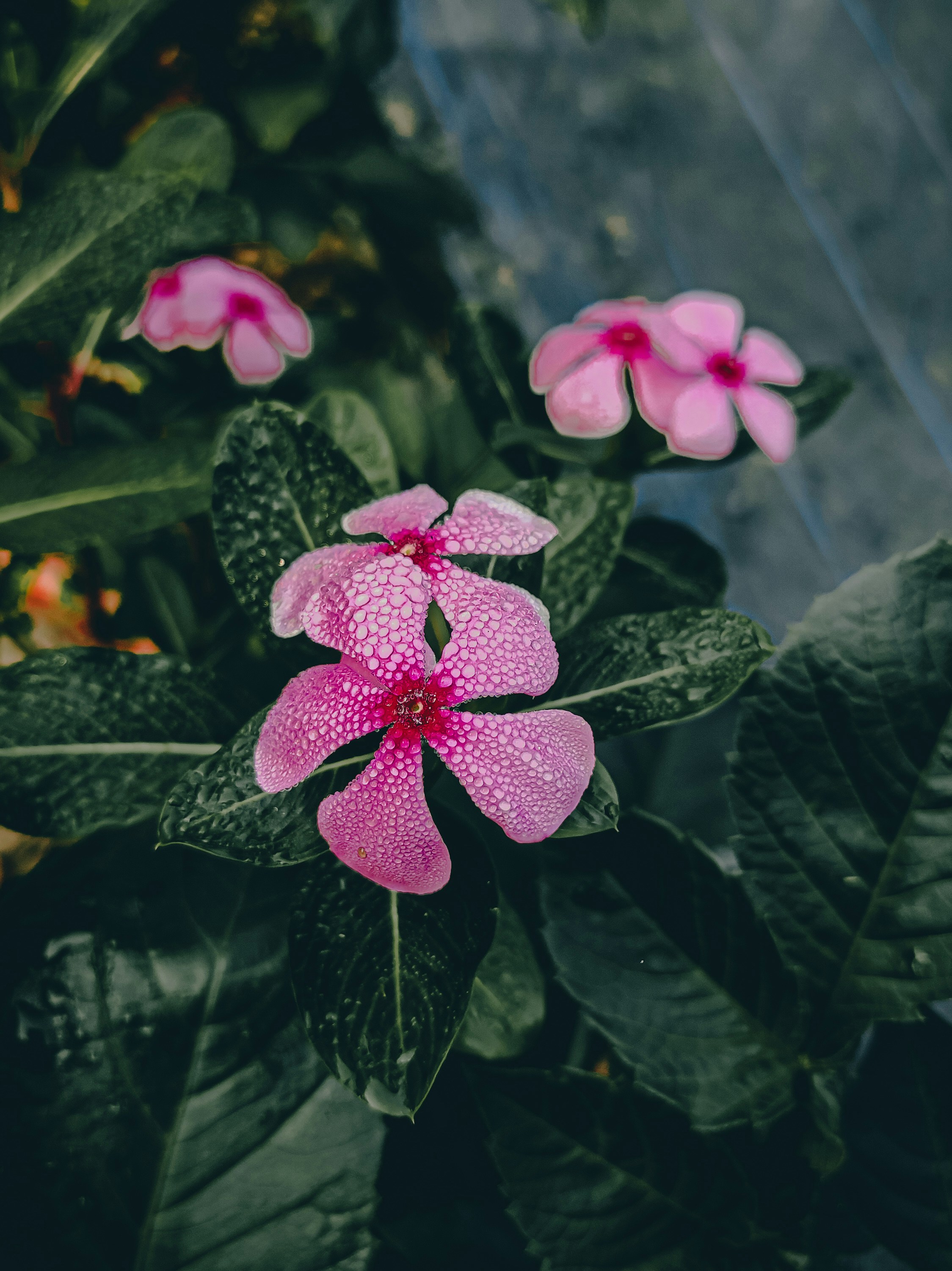 Photo by saifulislamantor