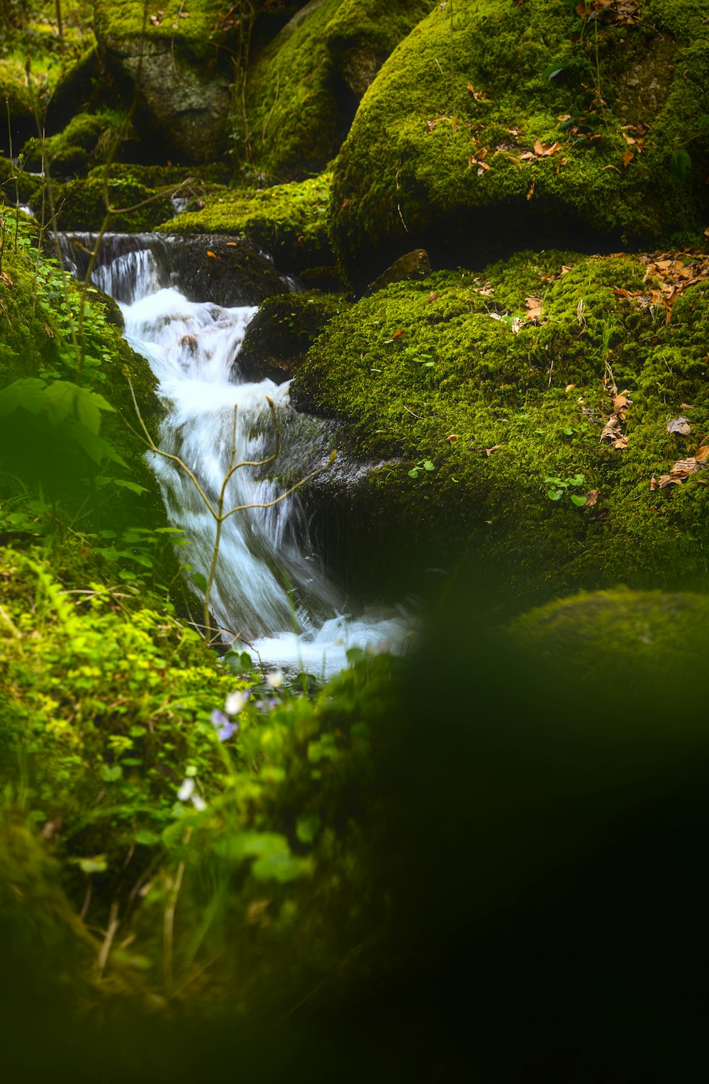 a stream running through a lush green forest